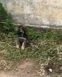 M1803003 💔 “Todos los días me pegaban con un cinto… hasta que alguien decidió salvarme” (Parte 2)