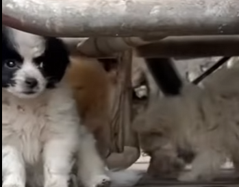 M1803012 Me Botaron por Tener Garrapatas Pero Ella Me Salvó (Parte 2)