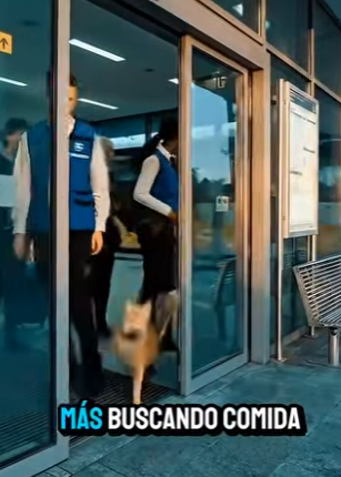 M1803011 3 años. Misma estación. Mismo gato. Vigilando buses. Su dueño lo dejó un momento . 3 años después r (Parte 2)