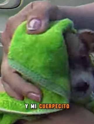 M1803006 💔“Me llamaban feo y orejón… pero la noche que estaba muriendo bajo la lluvia alguien cambió mi dest part2