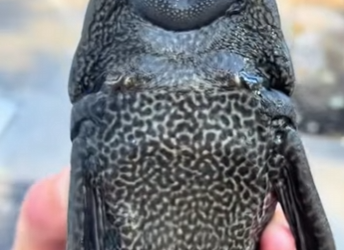 A1803005 Why can plecos revive even when they are as dry and stiff as a piece of wood (Part 2)