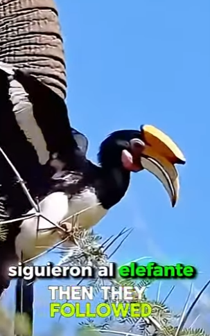 V0704005 Animales ayudando a animales El rescate más conmovedor de la historia (Part 2)