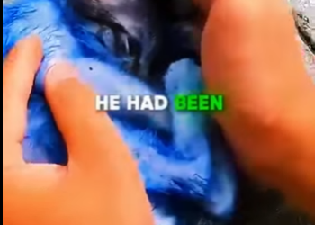 V0704001 El pequeño gatito abandonado que luchó por su vida 😢💔 animals divertidos (Part 2)