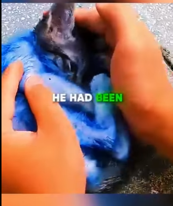 V0704001 El pequeño gatito abandonado que luchó por su vida 😢💔 animals divertidos (Part 2)