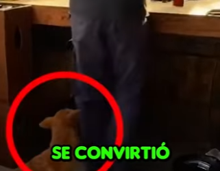 V0704003 Ladraba Como Loco… Gracias a Eso Hoy Este Hombre Sigue Vivo 😱🐶 (Part 2)