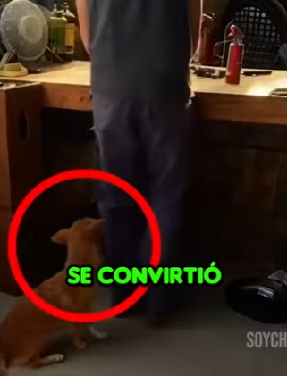 V0704003 Ladraba Como Loco… Gracias a Eso Hoy Este Hombre Sigue Vivo 😱🐶 (Part 2)