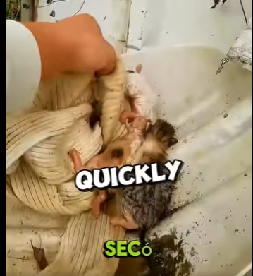 V0704002🐱💦 ¡La gata heroína que salvó a TODOS sus gatitos del agua! 🐾❤️ (Part 2)