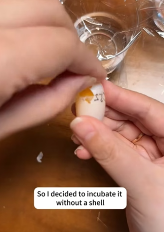 D0604003 secretly took one of turtle eggs while it was laying them (Part 2)