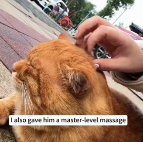 D0604002 saw cat rummaging through trashcan food (Part 2)