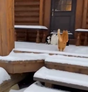 K0504010 cat rescued puppy jaws of tiger (Part 2)