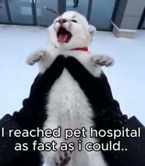 K0504007 Rescued Cougar Cub in return he came to meet me after year (Part 2)