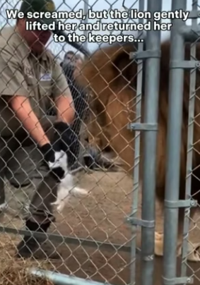 K0504005 Lion gently picked my Cat like his own Cub (Part 2)