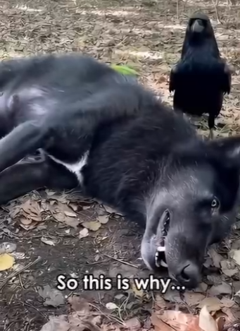 H0504005 Crow Rescue crowrescue (Part 2)