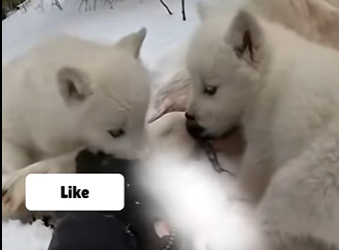 H0504003 wolf cub came help (Part 2)