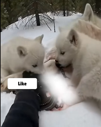 H0504003 wolf cub came help (Part 2)