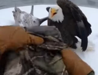 H0504002 Rescue Eagle (Part 2)