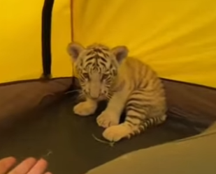 H0504001 Saved Baby White Tiger Wolf Attack.. He Wouldn Leave Me (Part 2)