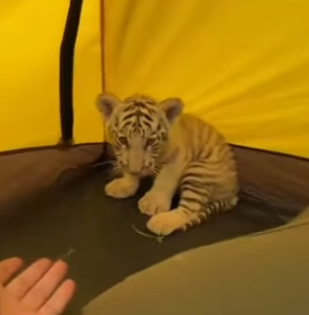 H0504001 Saved Baby White Tiger Wolf Attack.. He Wouldn Leave Me (Part 2)