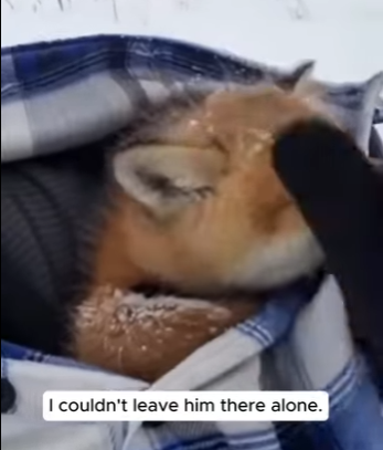 H0504008 My Dog adopted baby fox (Part 2)