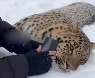 H0504012 Snow Leopard Rescue (Part 2)
