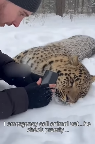 H0504012 Snow Leopard Rescue (Part 2)