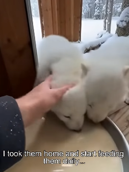 H0704003 Robert Downey Jr. found the real “Avenger” in a cardboard box. (Part 2)