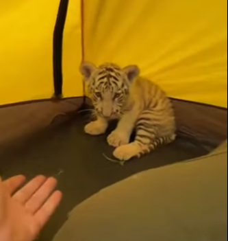 H0704001 The “Before and After” that would make Kylie Jenner rethink beauty. (Part 2)