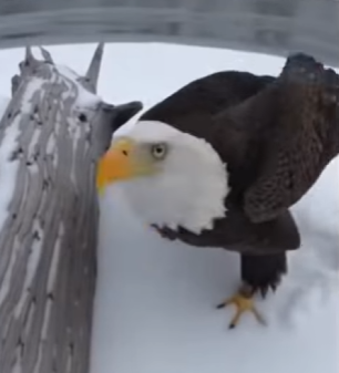 H0704002 Stephen Curry never made a three-pointer as perfect as this rescue. (Part 2)