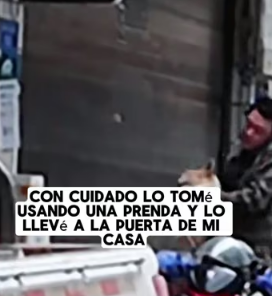 R0804008 small dog suddenly appeared beside me its face was badly swollen a (Part 2)