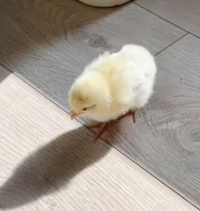 R0804012 He was given surprise (Part 2)