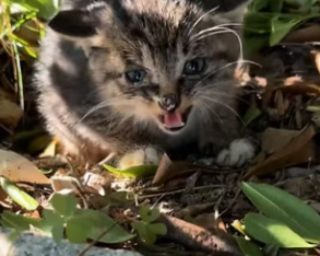 R0804004 It was first time she had fed little kitten. He grabbed (Part 2)