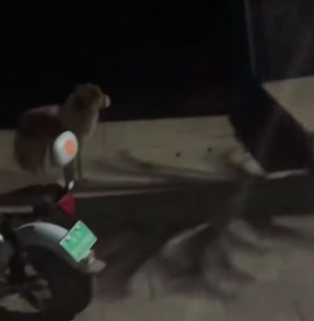 R0804007 found stray dog its mouth tightly bound by wire,and then (Part 2)