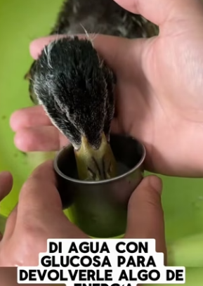 R0804010 It was adopted by someone who loved it (Part 2)