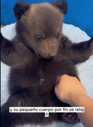 R0804011 Seeking help bear has fallen into water (Part 2)