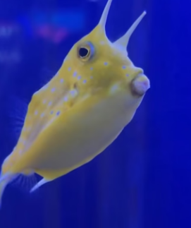 R0804009 It all started when strange little fish swam straight towards me (Part 2)