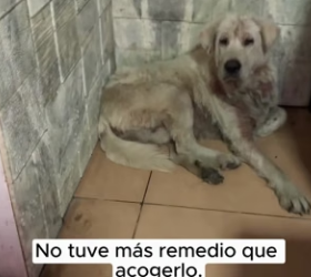 R0804003 small abandoned dog was about to change his destiny in single day… (Part 2)