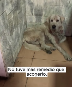 R0804003 small abandoned dog was about to change his destiny in single day… (Part 2)