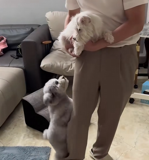 R0804002 was abandoned by my owner. ran desperately in rain (Part 2)