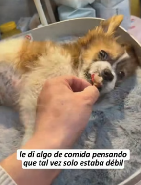 R0804005 saw puppy running towards me frantically (Part 2)