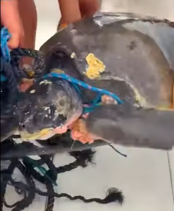 I0904004 turtle chose right fisherman to ask help (Part 2)