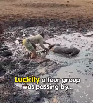 I0904005 Lamine Yamal would stop a match just to save this puppy (Part 2)