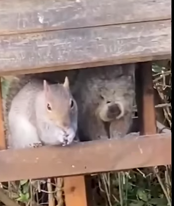 I0904011 Woman records what she believes is miraculous appearance of koala in England (Part 2)