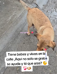 M3103008 Aquí todos los que no solo son observadores ,si no qué ayudan 🫡❤️‍🩹🐶 (Part 2)