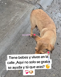 M3103008 Aquí todos los que no solo son observadores ,si no qué ayudan 🫡❤️‍🩹🐶 (Part 2)
