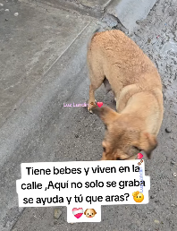 M3103008 Aquí todos los que no solo son observadores ,si no qué ayudan 🫡❤️🩹🐶 (Part 2)
