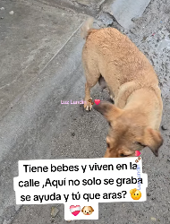 M3103008 Aquí todos los que no solo son observadores ,si no qué ayudan 🫡❤️‍🩹🐶 (Part 2)
