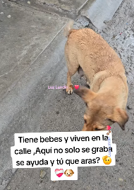 M3103008 Aquí todos los que no solo son observadores ,si no qué ayudan 🫡❤️‍🩹🐶 (Part 2)