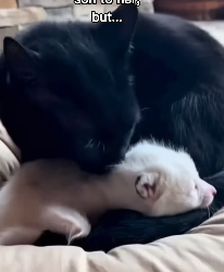 F2403007 My cat saved this fox!😳❤️ (Part 2)