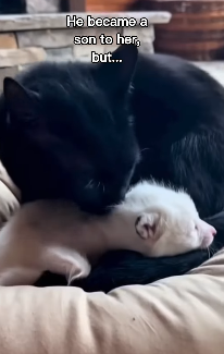 F2403007 My cat saved this fox!😳❤️ (Part 2)