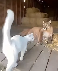 F2203008 i opened my barn ..and a pregnant cougar was inside (Part 2)